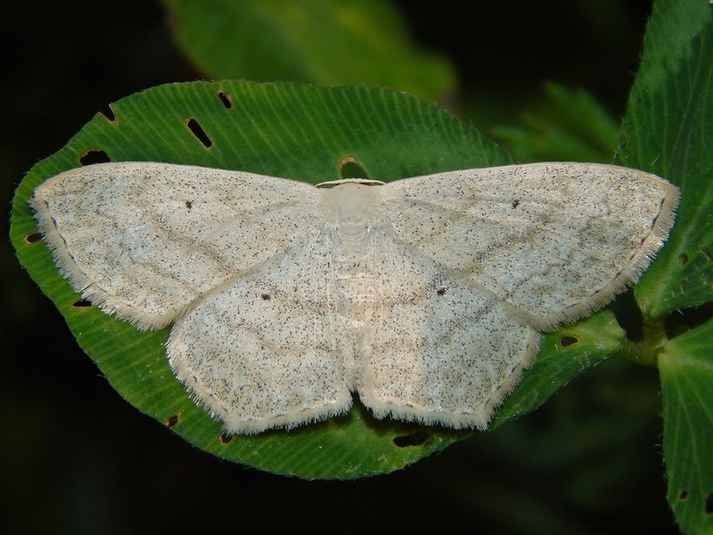 Idaea sp. da ID